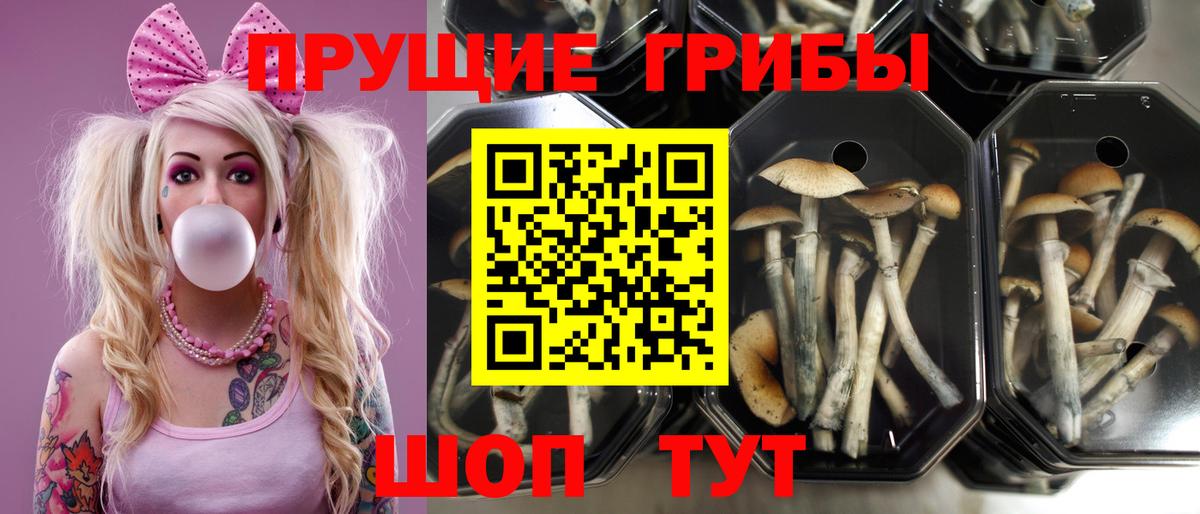 Отрадный  Галлюциногенные грибы Psilocybe  Вход с VPN 